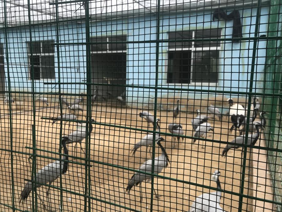 天鵝湖風(fēng)景區(qū)（泰山）速覽！(圖5)