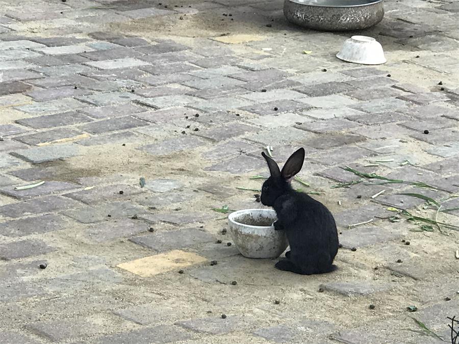 天鵝湖風(fēng)景區(qū)（泰山）速覽！(圖7)