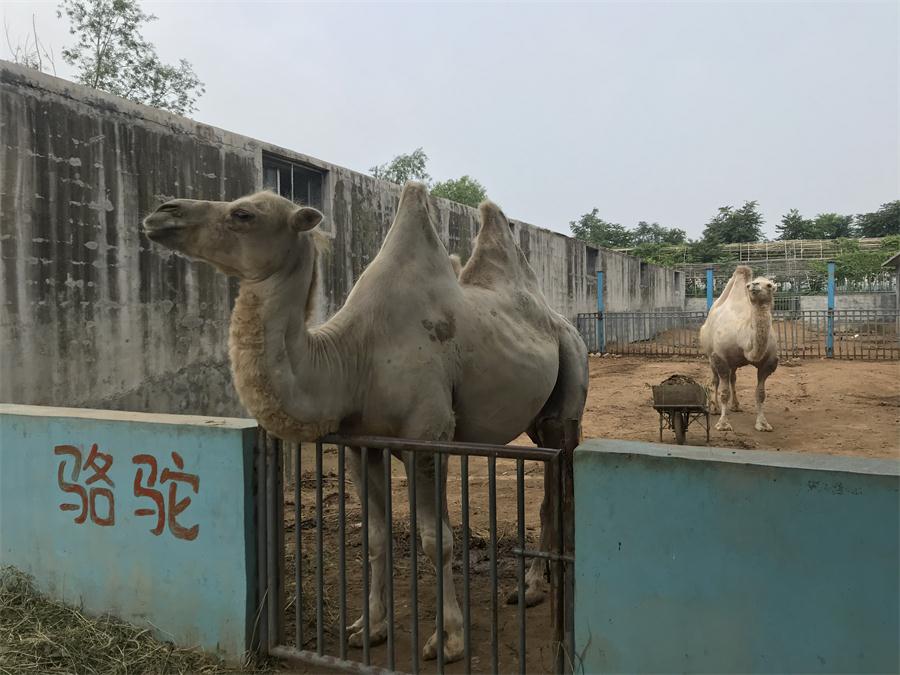 天鵝湖風(fēng)景區(qū)（泰山）速覽！(圖8)