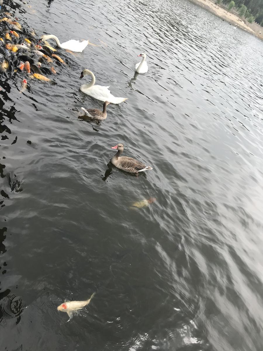 天鵝湖風(fēng)景區(qū)（泰山）速覽！(圖17)