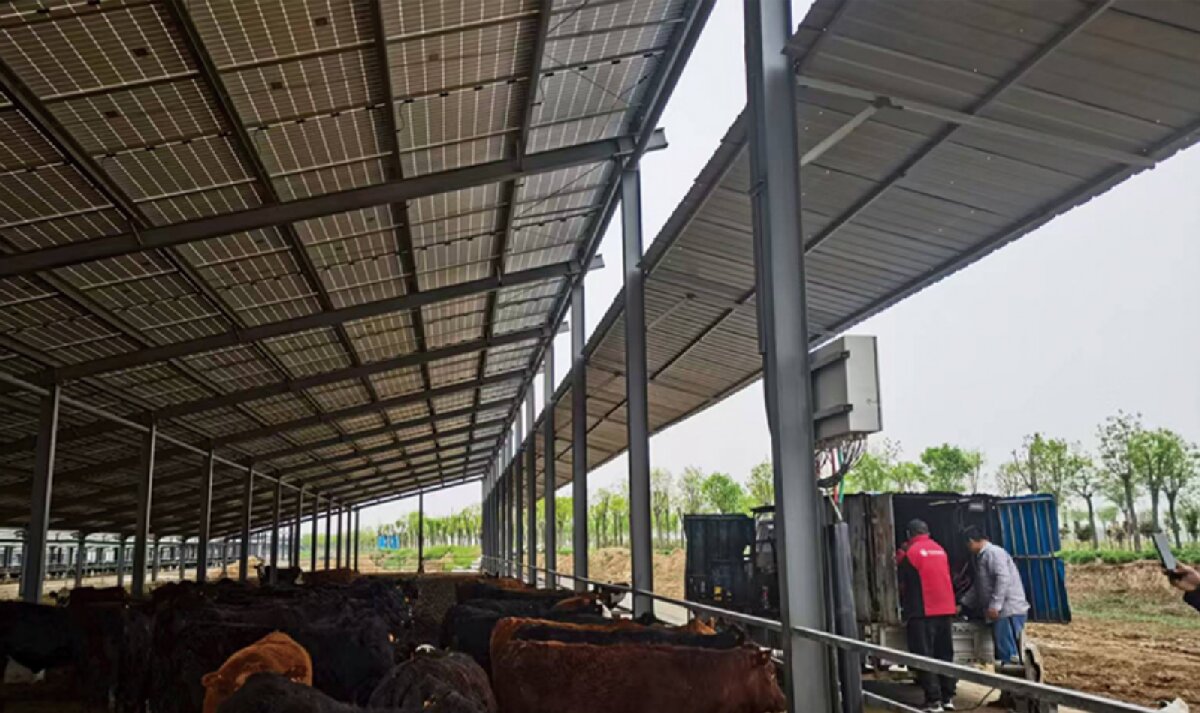 信橋鋼構(gòu)：打卡蒙陰農(nóng)業(yè)溫室大棚、青州黑牛養(yǎng)殖基地！(圖4)